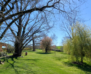 LA_BALAGANE_800x600_arbre_sans_feuille_20260318_111220
