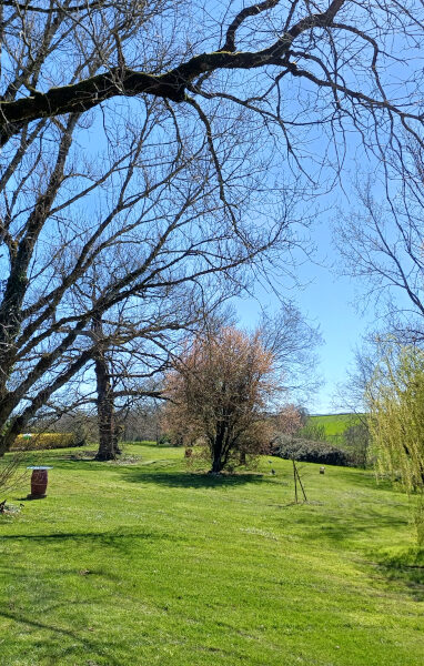 LA_BALAGANE_800x600_arbre_sans_feuille_20260318_111220