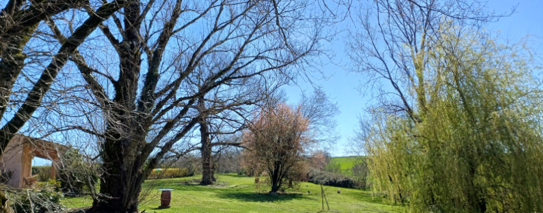 LA_BALAGANE_800x600_arbre_sans_feuille_20260318_111220